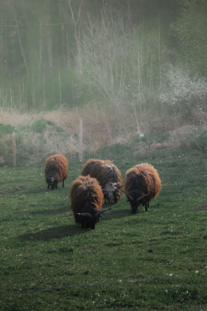Owce pasące się na łące.