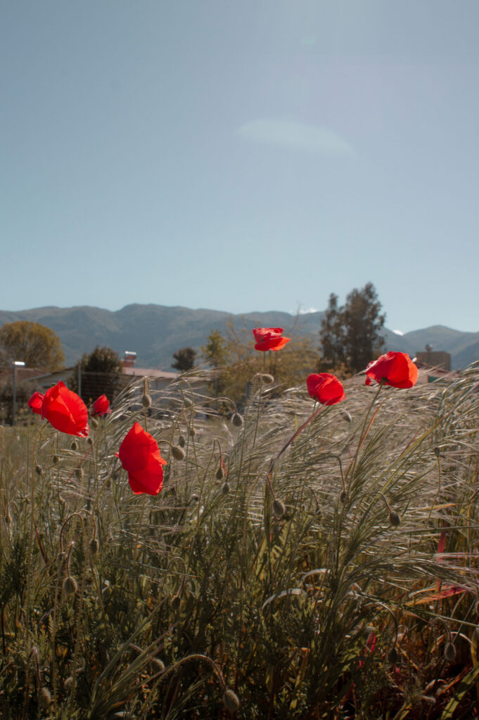 Fotografia przyrody - czerwone maki