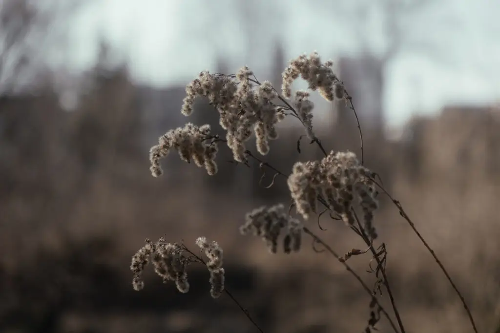 Fotografia przyrodnicza, park miejski w Skawinie