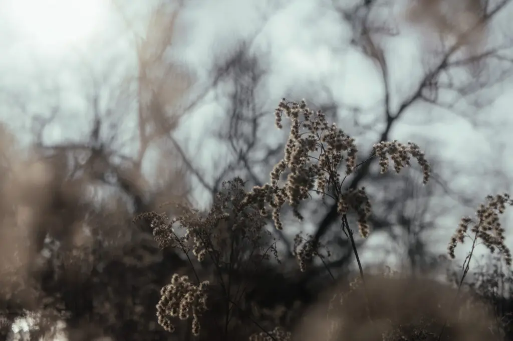 Fotografia przyrodnicza, park miejski w Skawinie