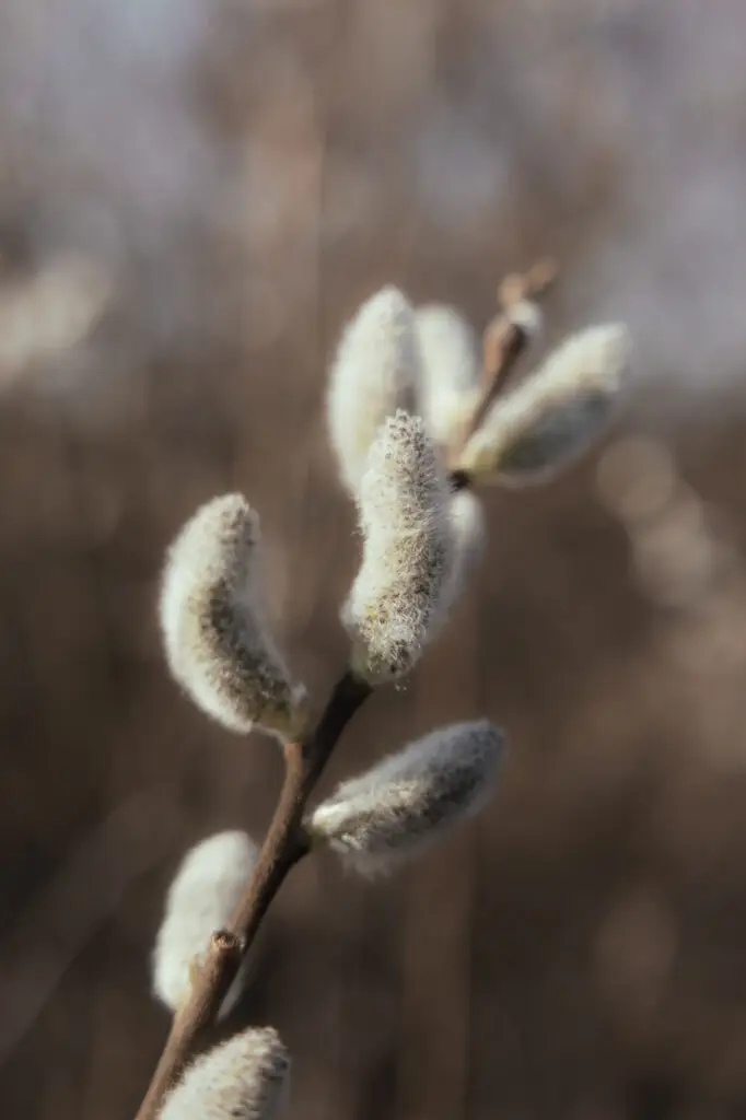 Fotografia przyrodnicza, Błonia skawińskie